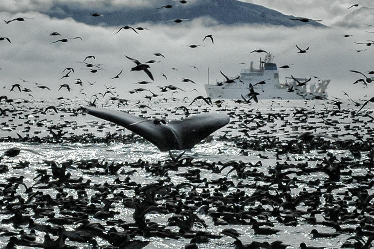 Ecosystem-whale-thumb.jpg