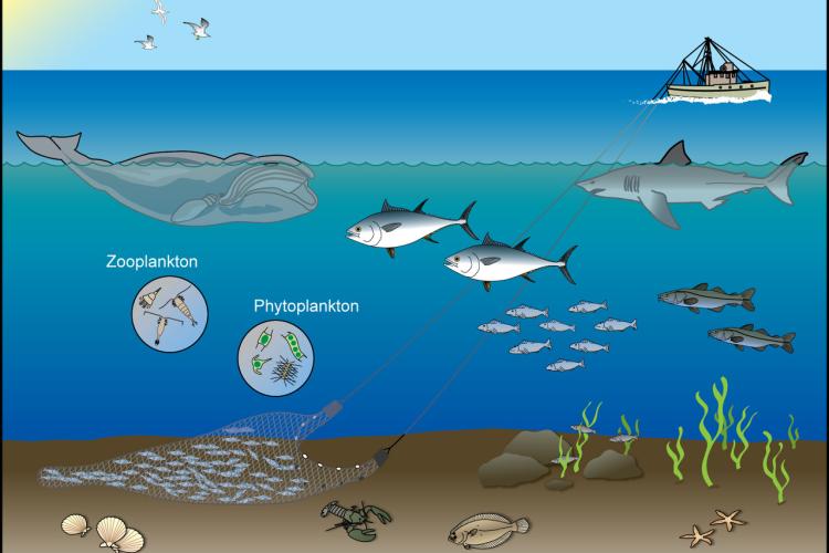 EDAB Fisheries Ecosystem.jpg