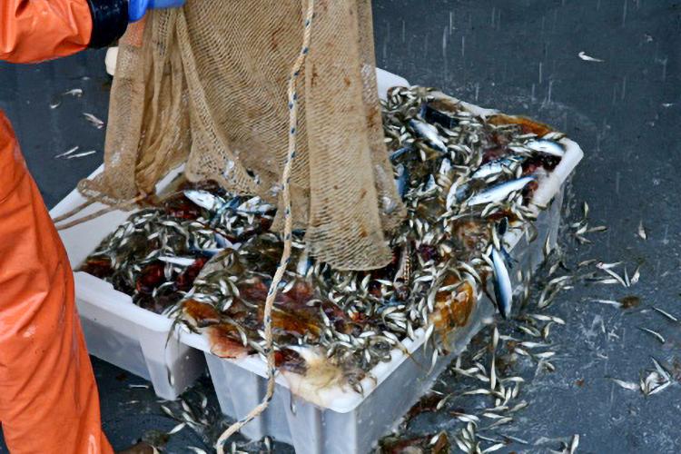Fish being emptied out of a net into a white rectangular bucket