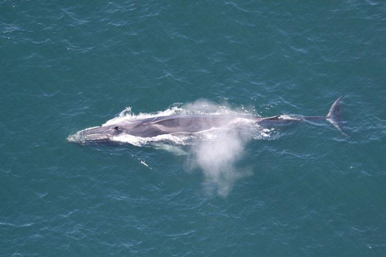 aerial view of a large whale at the surface of the ocean