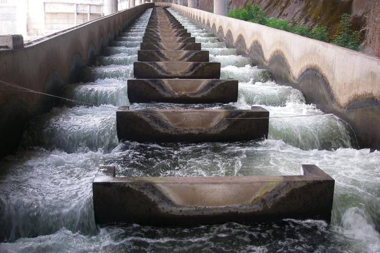 Fish ladder at Lower Granite. Credit: NOAA Fisheries