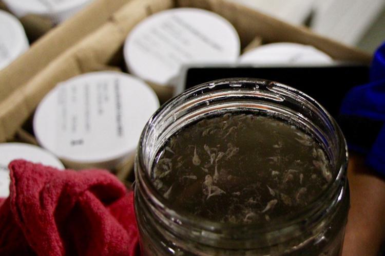 Mason jar with fish larvae.