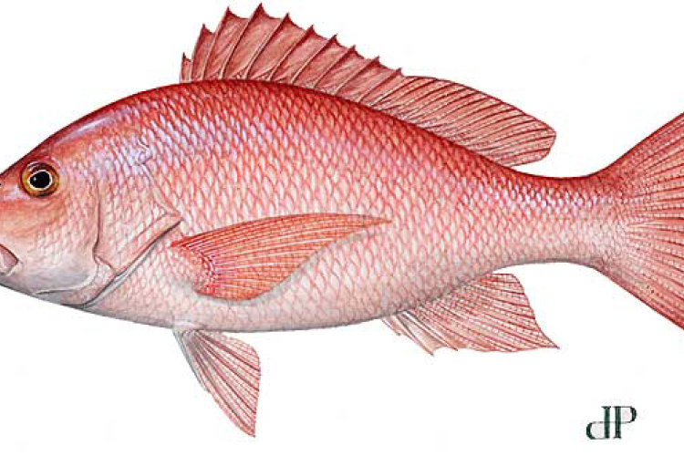 fish-LCAMP-illustration-DP.png