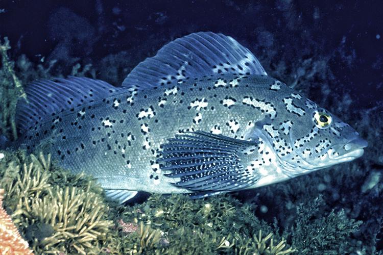 Blue fish swimming at the seafloor with coral surrounding it