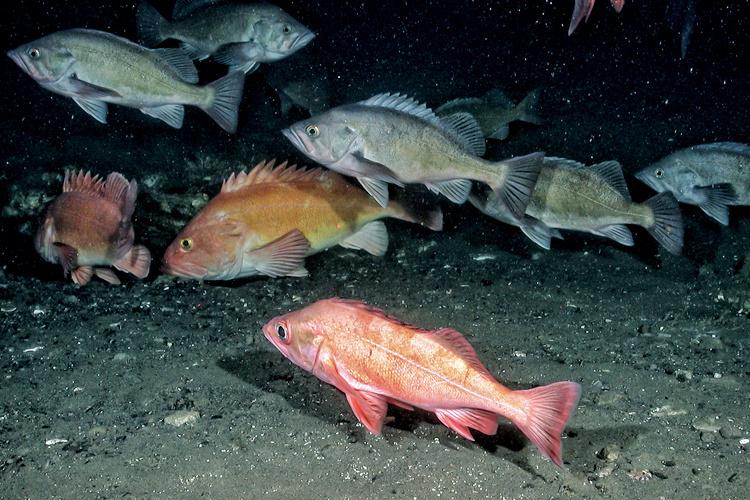 Several different types of fish at the bottom of the ocean 