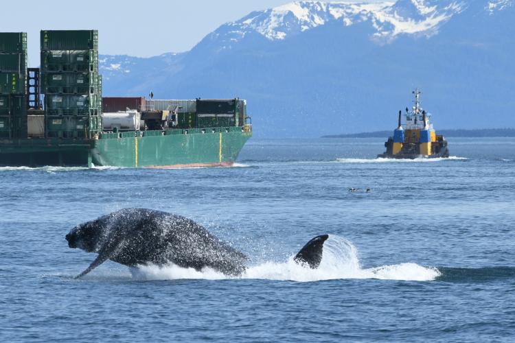 Flame_Juneau-Summer-Whale-Survey_2020_NMFS-JRM-20180517-1-065c_3-2.jpg