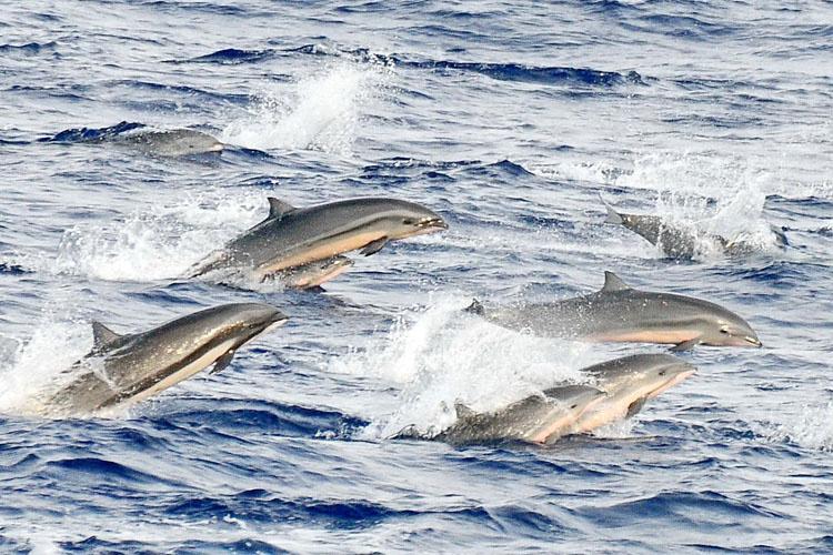 Group of eight Fraser's dolphins swimming and jumping out of blue ocean water.