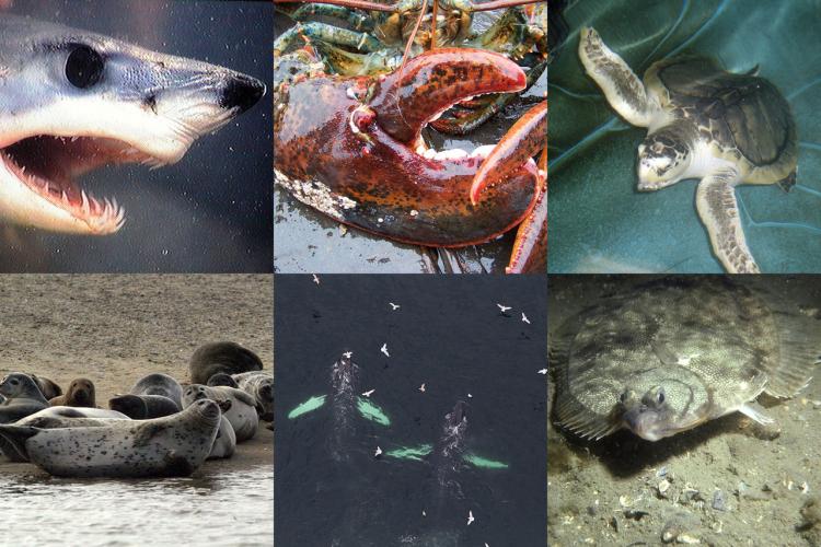 Photo collage, shark, lobster, sea turtle, seals, whales, flounder.