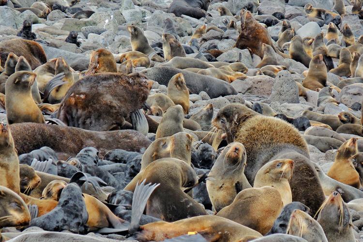 Rookery of seals 