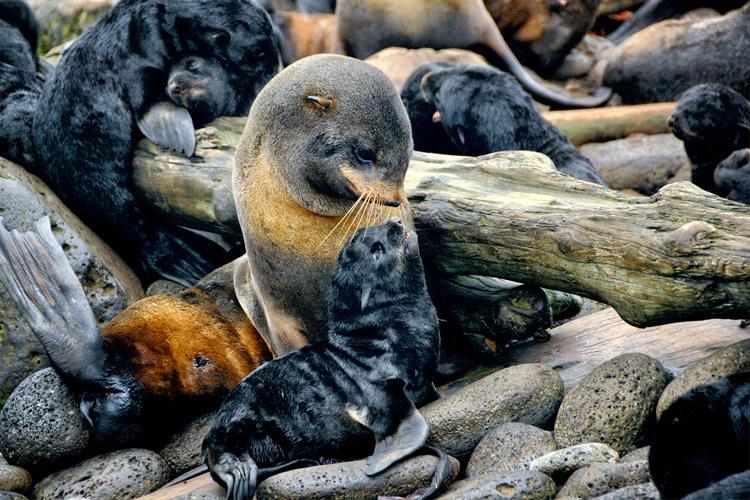 Seal looking at a baby with rookery in background 