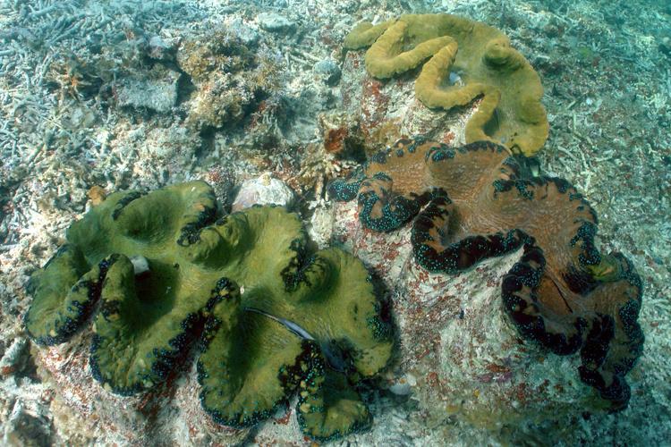 Photo of three giant clams taken from above. Clams have golden brown and reddish brown color with ripple appearance.
