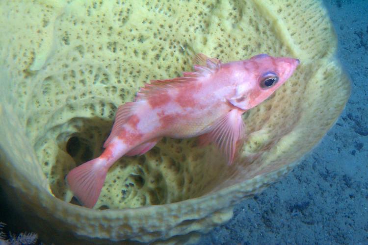 glass sponge and pregnant rockfish.jpg
