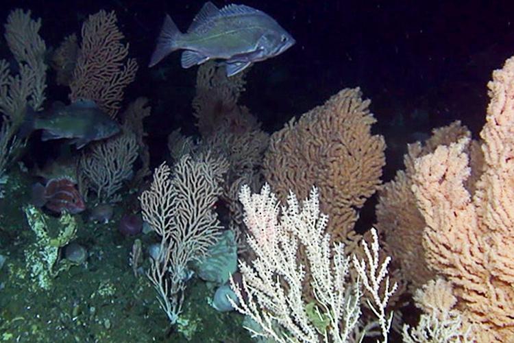 Blue fish swimming near coral near the seafloor. 