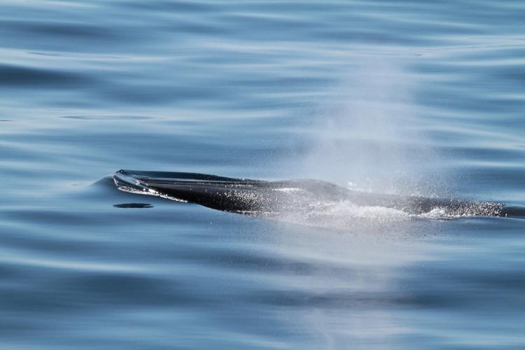 GoMex whale and blow750x500_3.jpg