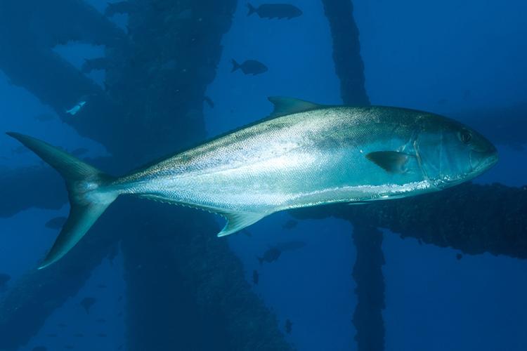 Silvery white greater amberjack fish with bluish-gray back swims in dark blue waters.