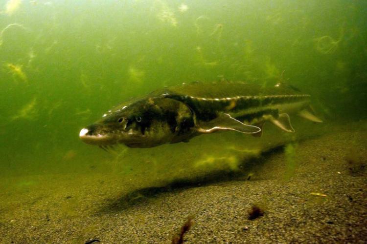 Green sturgeon swimming in greenish water above the ground of the Klamath River. Credit: Thomas Dunklin 