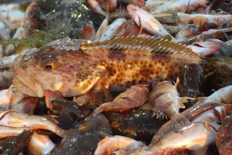 Groundfish onboard closeup - NWFS.jpg