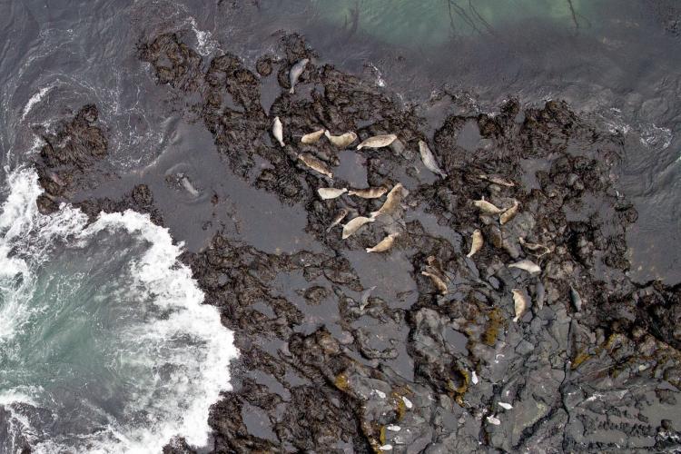 Harbor Seal Aerial Surveys (UAS).jpg