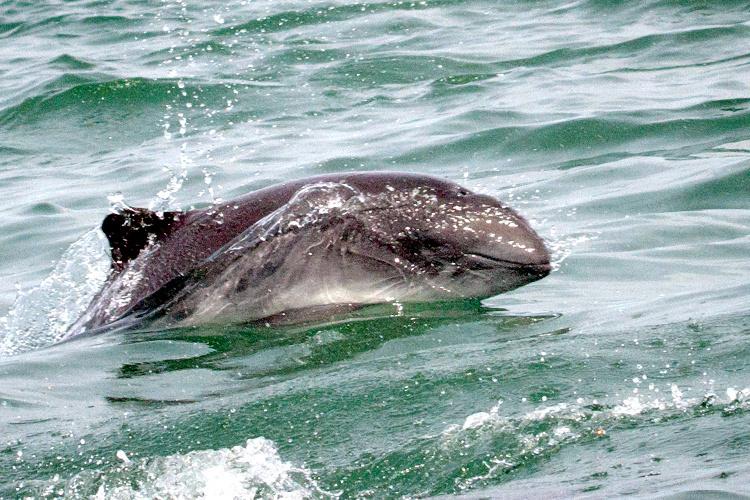 Harbor Porpoise Research in Alaska | NOAA Fisheries
