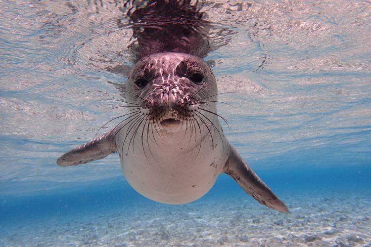 Close-up of a Hawaiian monk seal swimming below water's surface and looking at the camera.