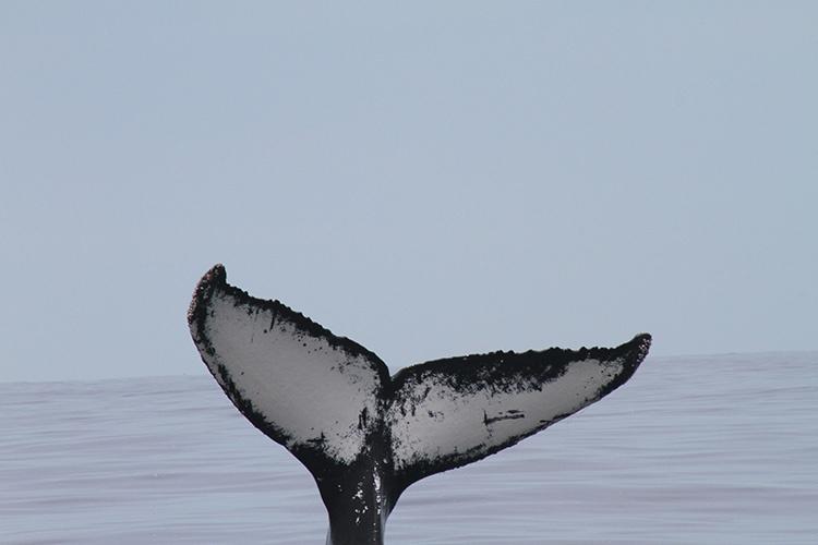 The fluke of a humpback whale identified as Slumber.
