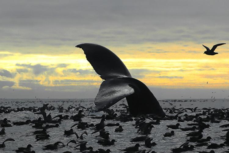 Whale's tail poking out of water with sea birds surrounding, sunset in background. 