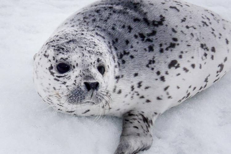 Ice-Seal_nmmlweb-spottedseal-lrg-12 - retouched.jpg