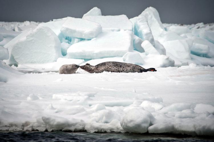 Seal with tracker touches noses with a pup