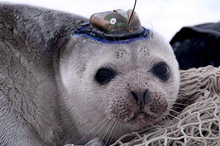 Seal with tracker on its head