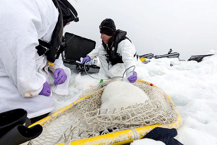 Scientists in white suits using a device to measure blubber thickness