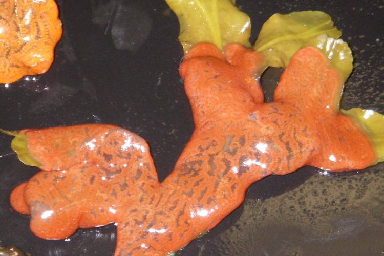 invasive-botrylloides-violaceous-violet- tunicate-sitka.jpg