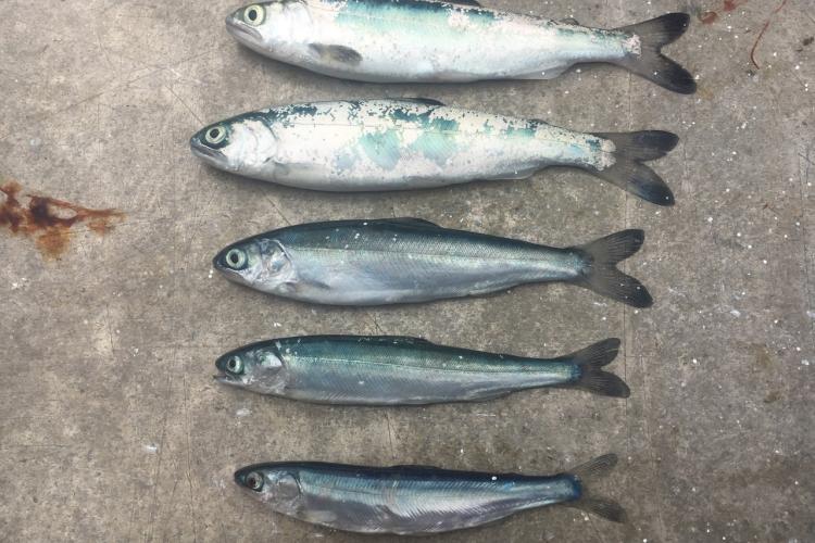 Four juvenile fish against a concrete background 