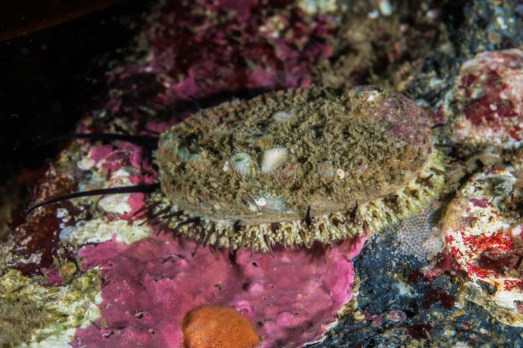 Pink Abalone under water.