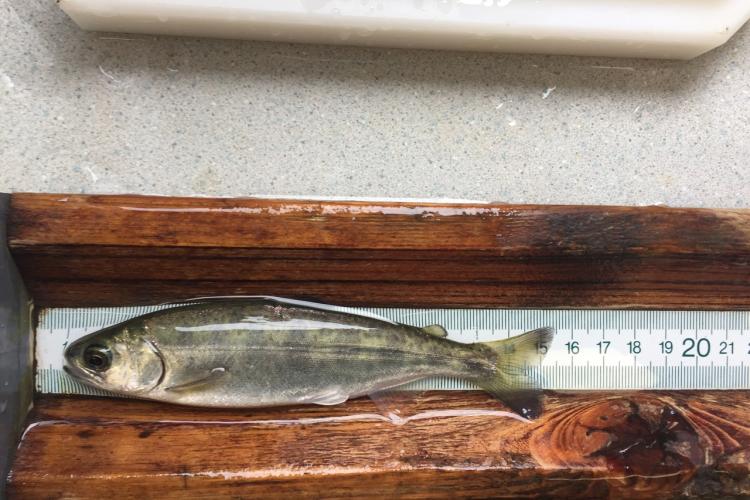 Juvenile Chinook salmon laying on a ruler to show size