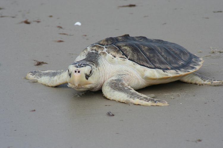 Sea Turtle, Species