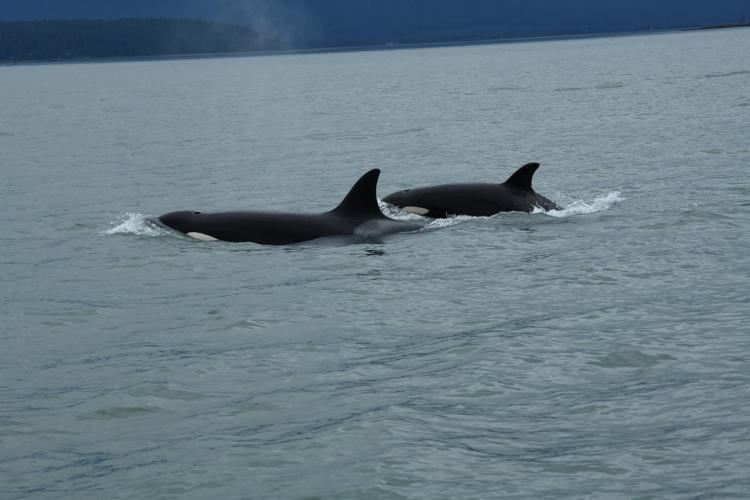 A pair of killer whales at sea