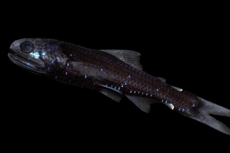 Lanternfish (Lampadena luminosa).jpg