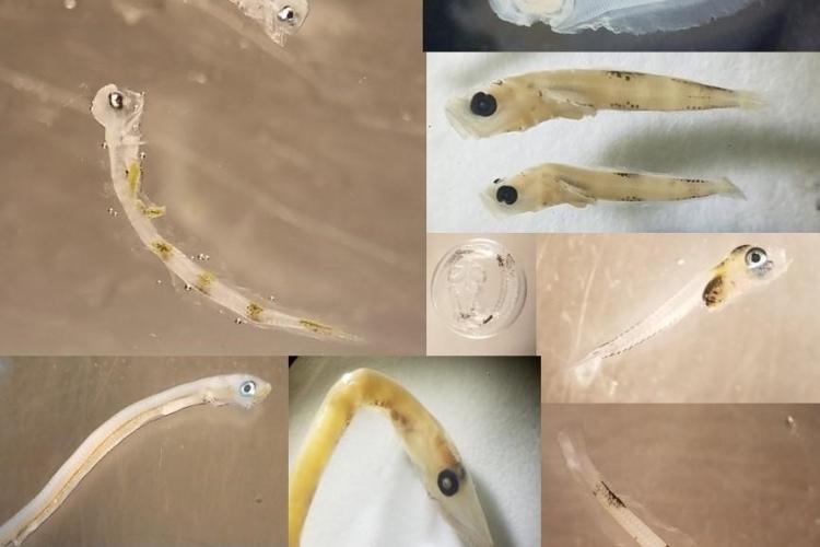 Collage of pictures showing larval fish 