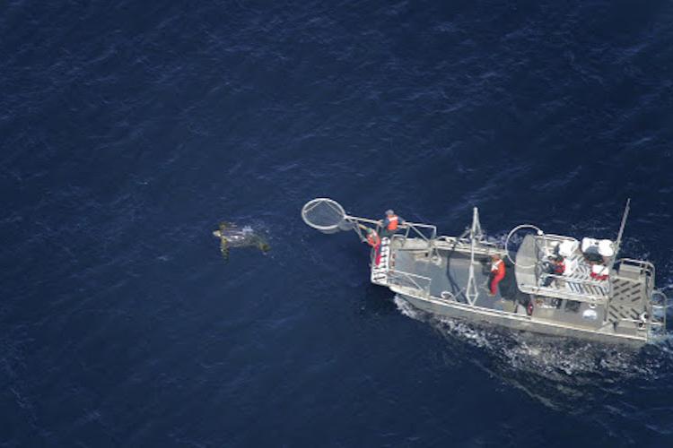 762x500-Leatherback-2020.jpg