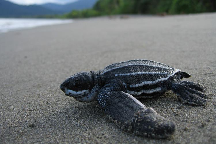 How many leatherback sea turtles are left