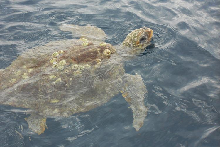 loggerhead_NOAA_allison henry_750x500.jpg