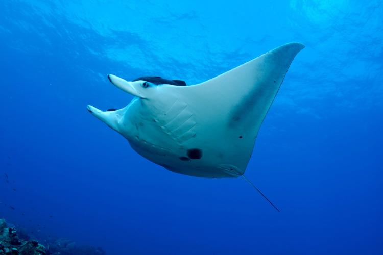 manta ray flower garden banks
