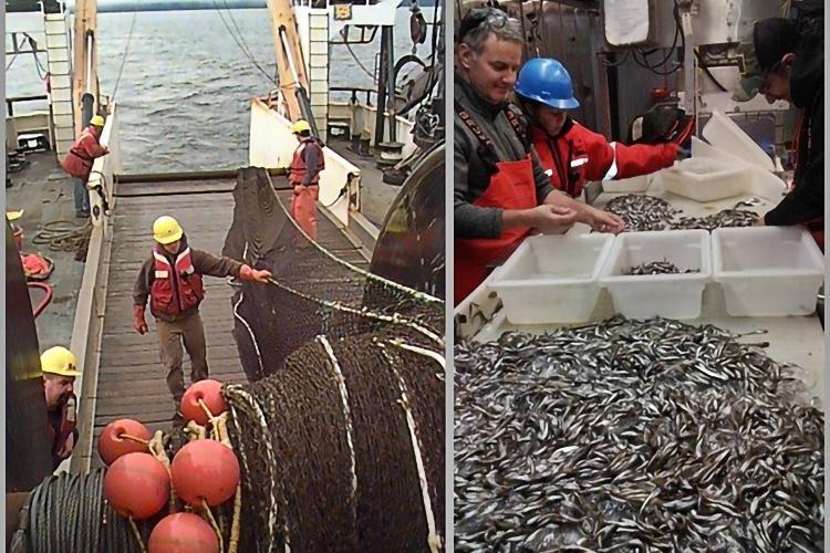 Left: person in orange safety vest tugging on netting on a boat. Right: People in orange overalls putting small fish into white bins. 