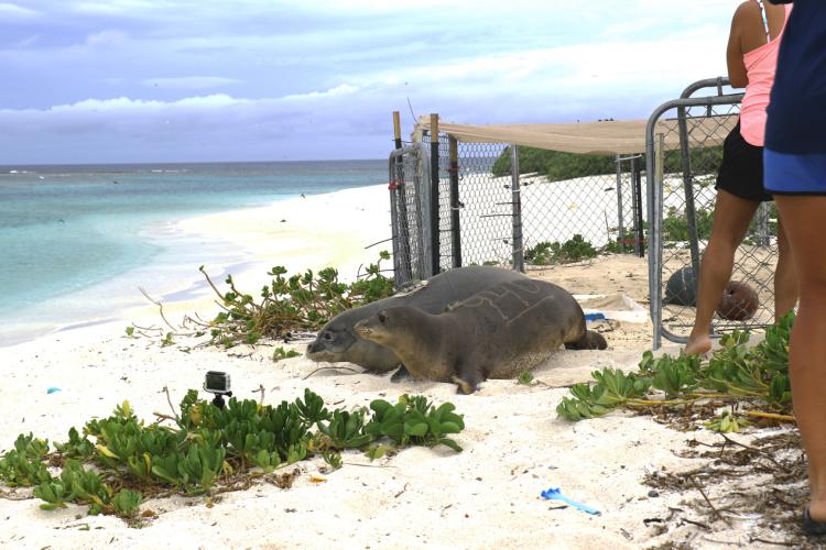 Monk seal release.jpg