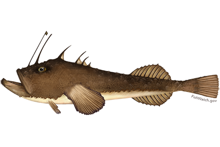 monkfish.png