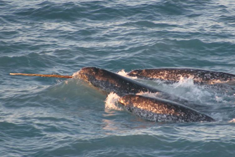 Narwhal | NOAA Fisheries Narwhal | NOAA Fisheries
