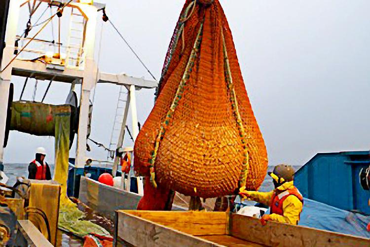 Northeastern_Bering Sea_Ecosystem_Assessment.jpg