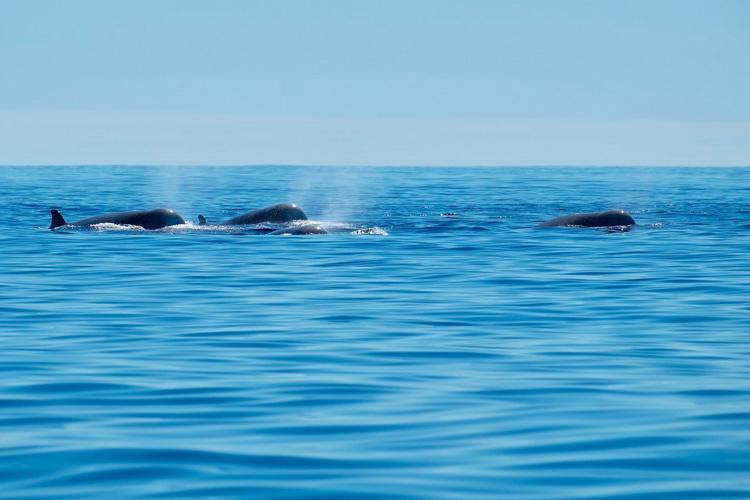 northern-bottlenose-whale.jpg