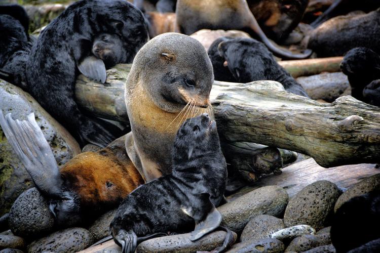 Northern_fur_seal1.JPG