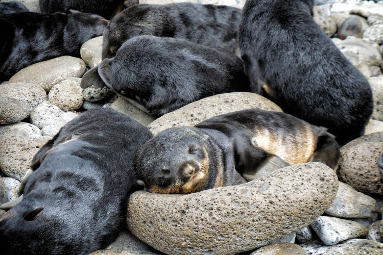 Group of baby fur seals sleeping on rocks 